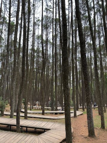 Taman Hutan Pinus